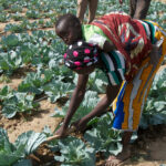 Self Help Africa Logo