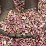 Self Help Africa Logo